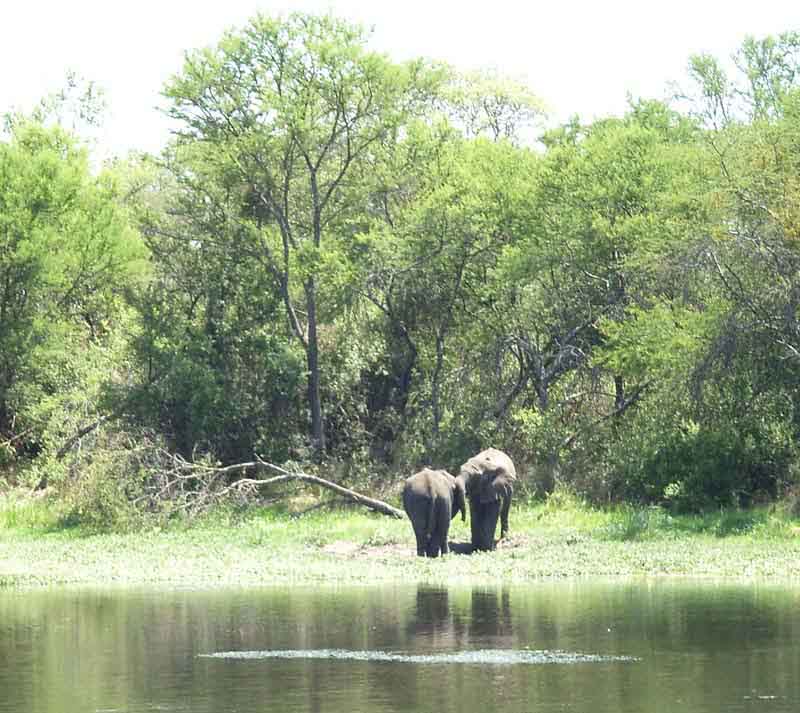 Elephants get ready to leave