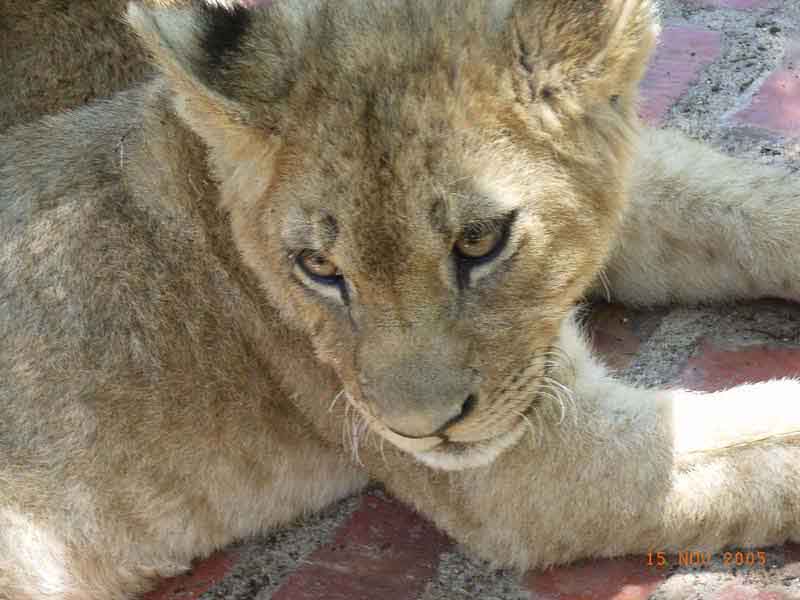 Lion cub