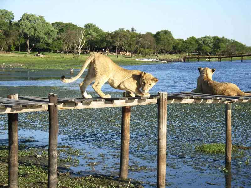 Playing on the jetty