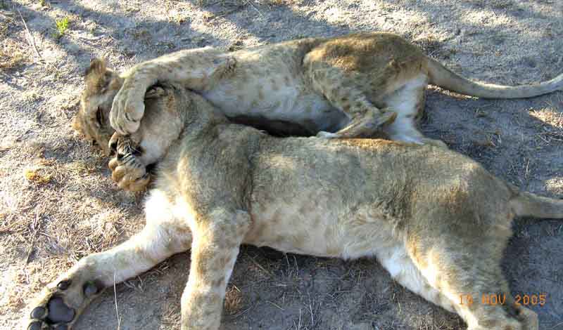 Playful young lionesses