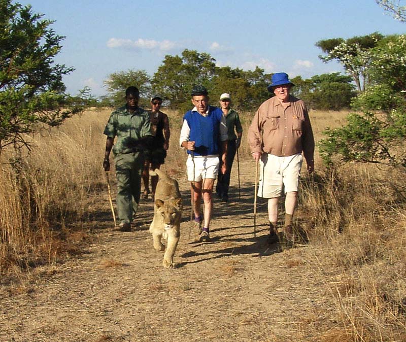 Walking with the lioness