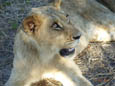 A Walk with Lions