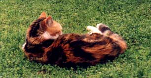 Patches - Rosemary's cat