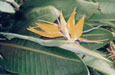 Strelitzia Reginae